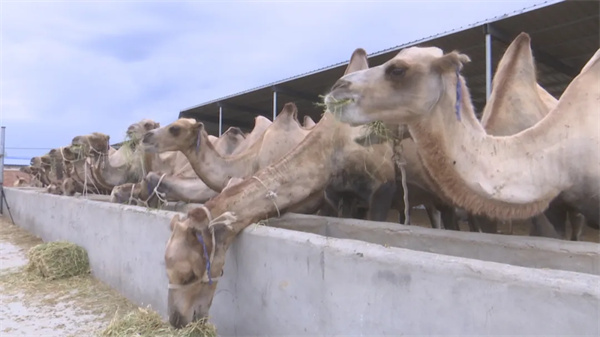 1722223720527397.jpg 55.jpg